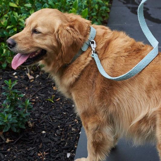 Lilly + Dash Boucle Dog Lead - DOGUE