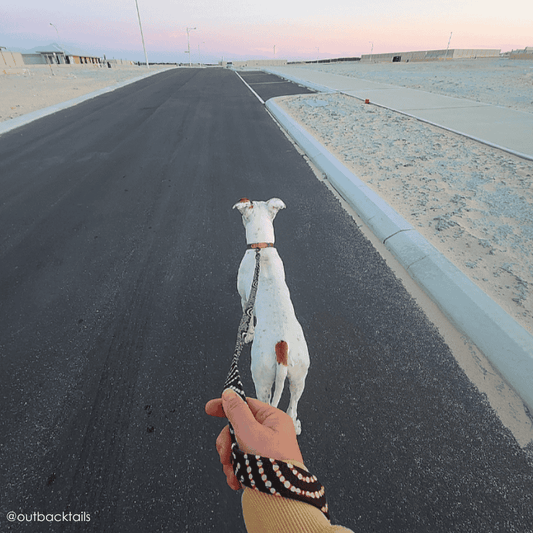 Outback Tails Leather Dog Lead - DOGUE