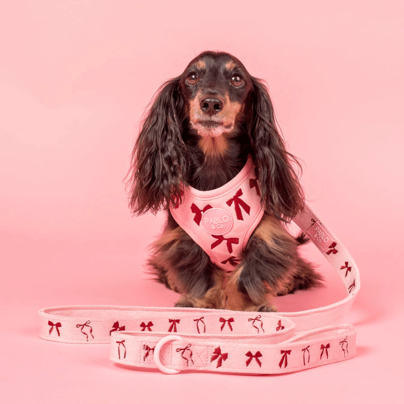 Pablo & Co Velvet Blush Bows Dog Lead