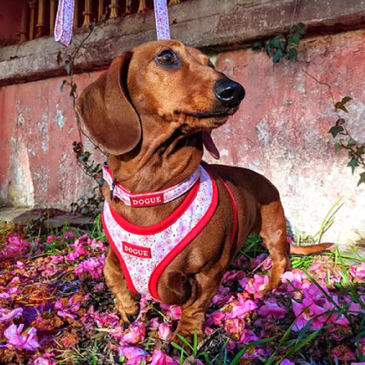 DOGUE Floral Dog Collar - DOGUE