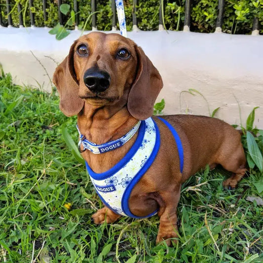 DOGUE Floral Dog Lead - DOGUE