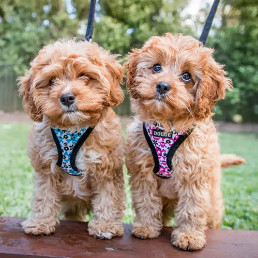 DOGUE Skull Dog Harness