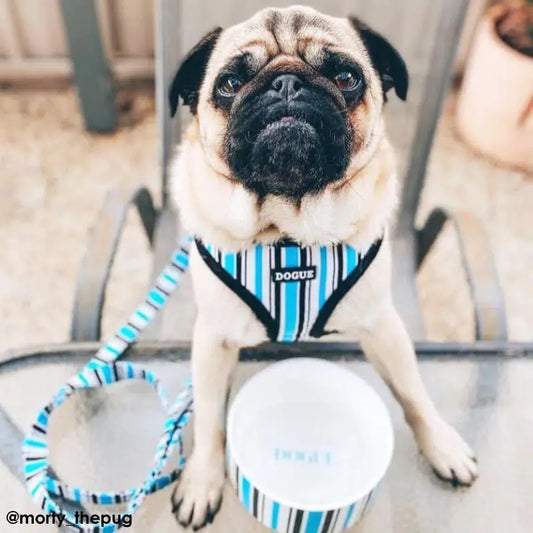 DOGUE Stripe Dog Lead - DOGUE