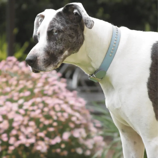 DOGUE Leather Glamour Dog Collar - DOGUE