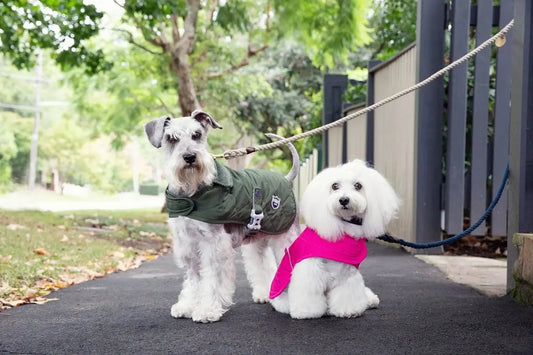 Winter Exercise Tips For Your Dog