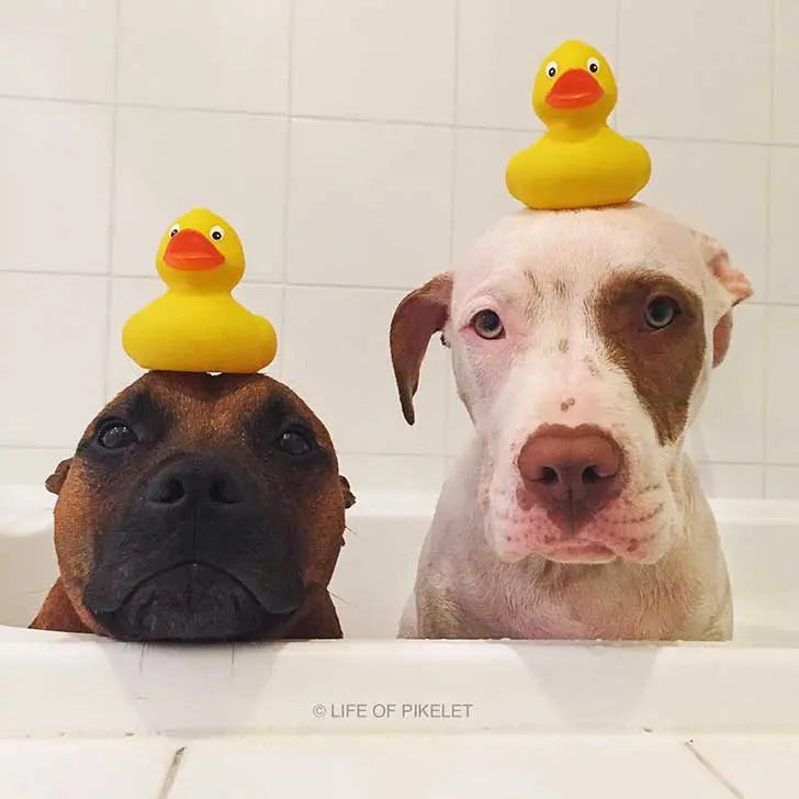 7 Instagram Rescue Dogs That You Need To Follow!