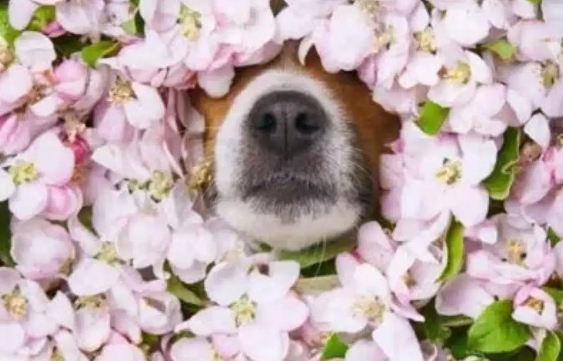 Allergy Season:  How to adjust your dog to Spring!
