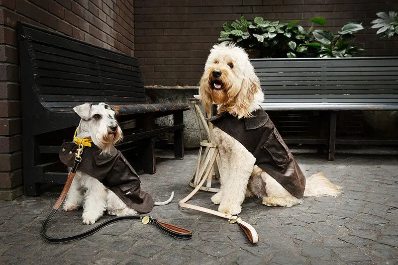 An Australian Icon | Driza-Bone Dog Coats