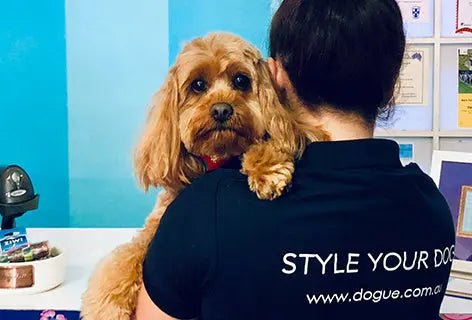 Questions on DOGUE Franchising Answered