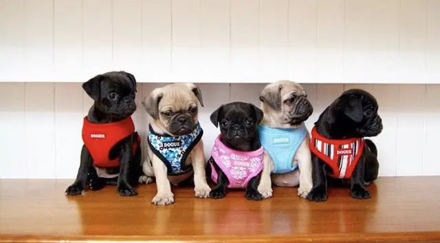 Breed of the Month | Pugtober