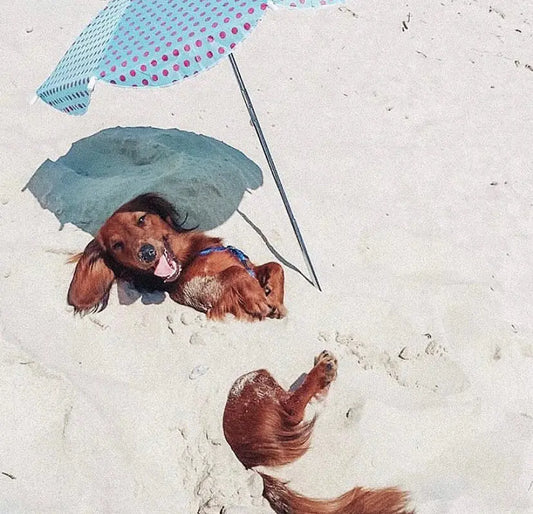 Tips for Exercising Your Dog in Summer