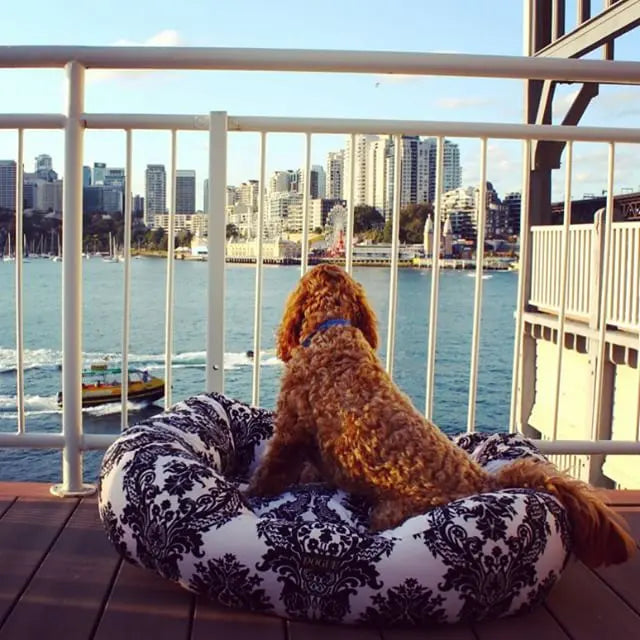 Discovering the dog-friendly hotel Pier One