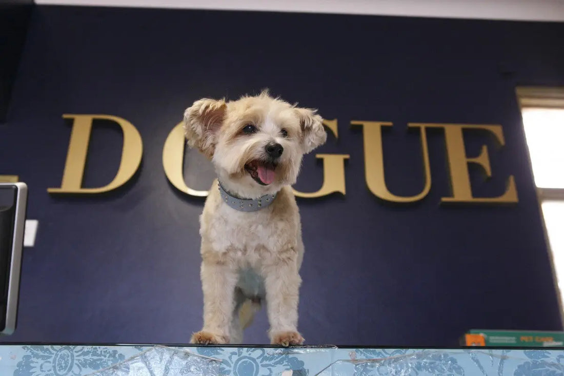 DOGUE Featured on Studio 10