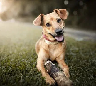 Dog Breeds for Young Families