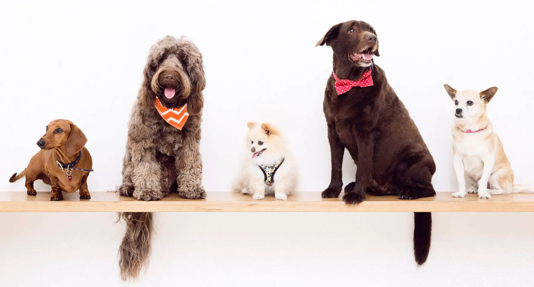 Meet the DOGUE Network Support Team and their Pups