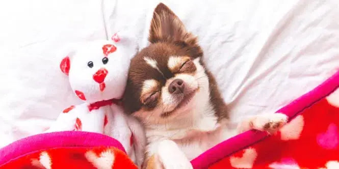 10 things you can do to keep your dog snug