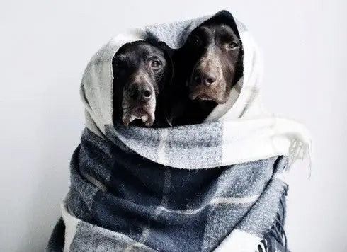 The Dog Days of Winter - How to keep your furry friend warm