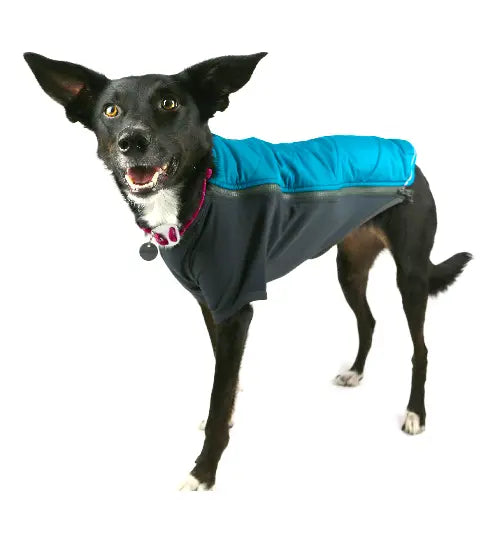Top 4 Dog Coats for Winter