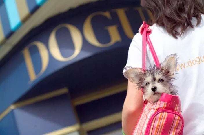 DOGUE Featured on Mojo | The rise in four-legged fashion and doggy delicacies