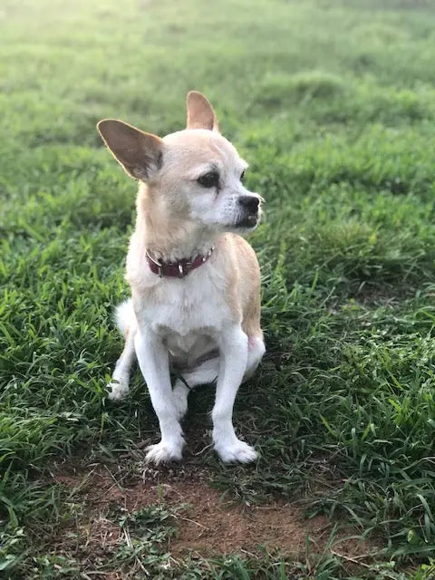 Behind the brand: HempPet