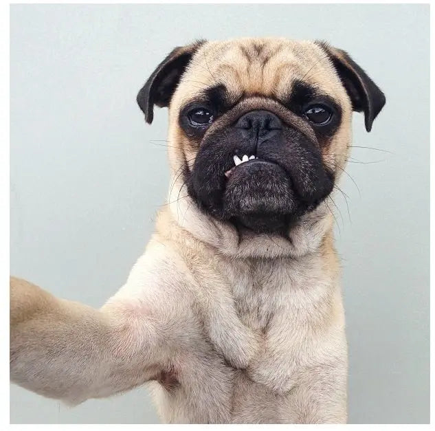 Teach your dog to take a selfie