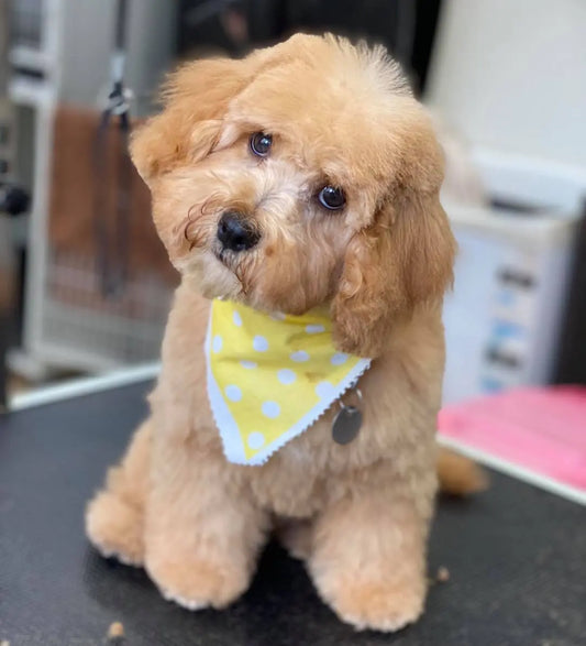 Tools for home grooming