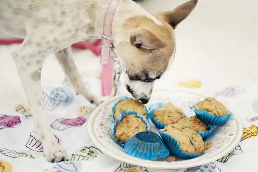 RSPCA Pupcakes Recipe | Dog-friendly