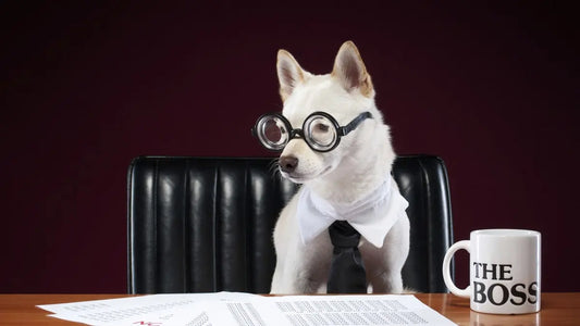 Dr Katrina talks training tips: Give your dog a job