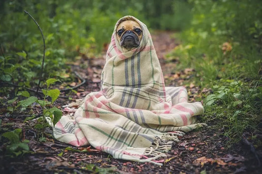 DOGUE Jumper and Blanket Appeal 2018