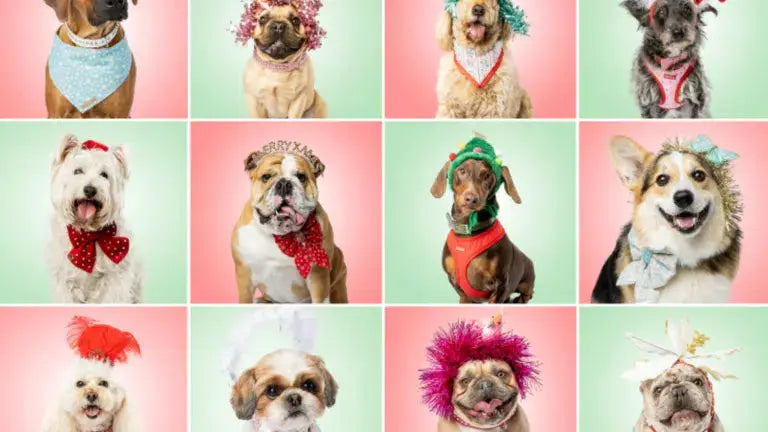 Meet the 12 DOGUEs of Christmas