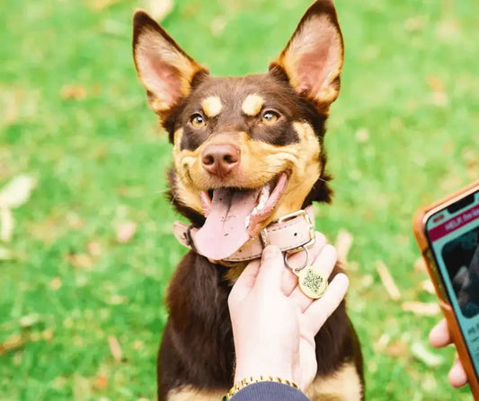 DOGUE Pet Tag
