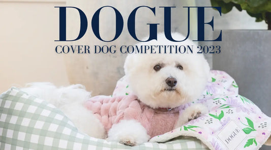 Dog Competition Image
