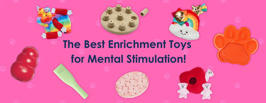 The Best Toys for Mental Stimulation!