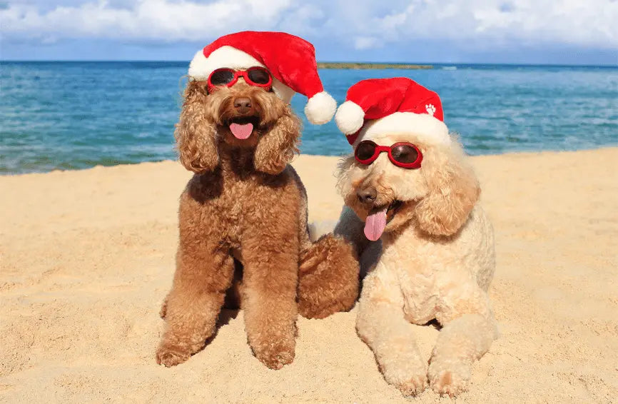 Top Holiday Activities for Dogs in Australia