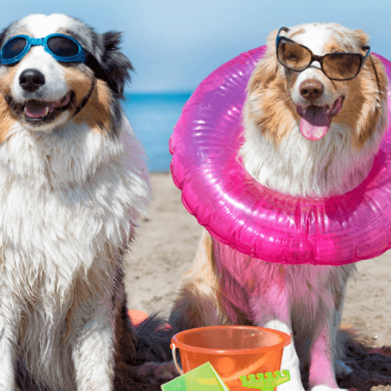 5 Tips To Beat The Heat - Keeping Your Dog Cool This Summer