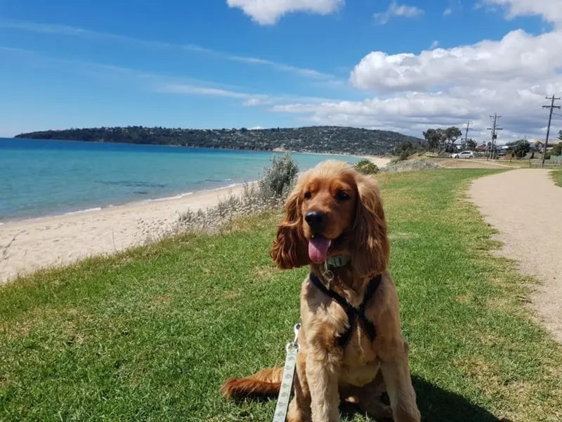Australia's Best Dog-Friendly Walks