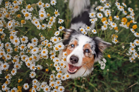 Allergy Season: How to adjust your dog to Spring!
