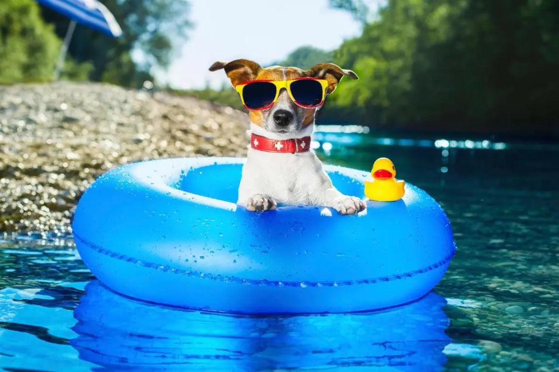 Top 5 MUST HAVE dog products for summer