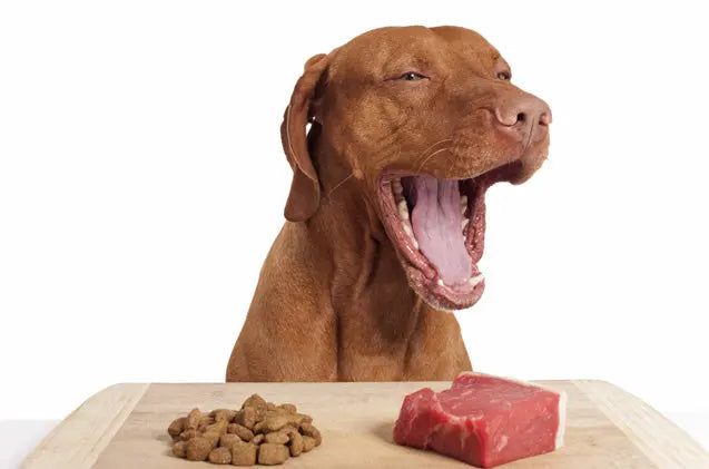 Benefits of Real Food in Dogs Diet | Good Pet Food Kitchen