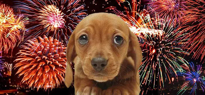 New Years Eve Pet Safety Tips