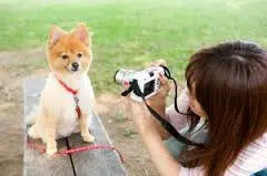 Tips for taking the paw-fect photo of your dog