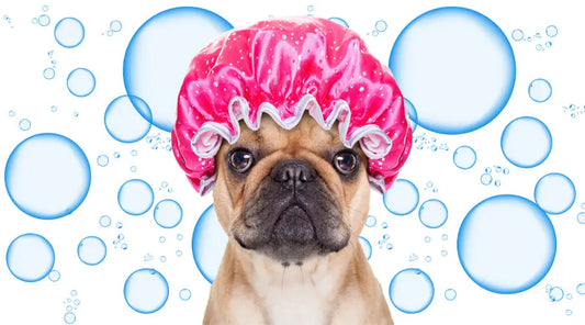 Winter Grooming Tips