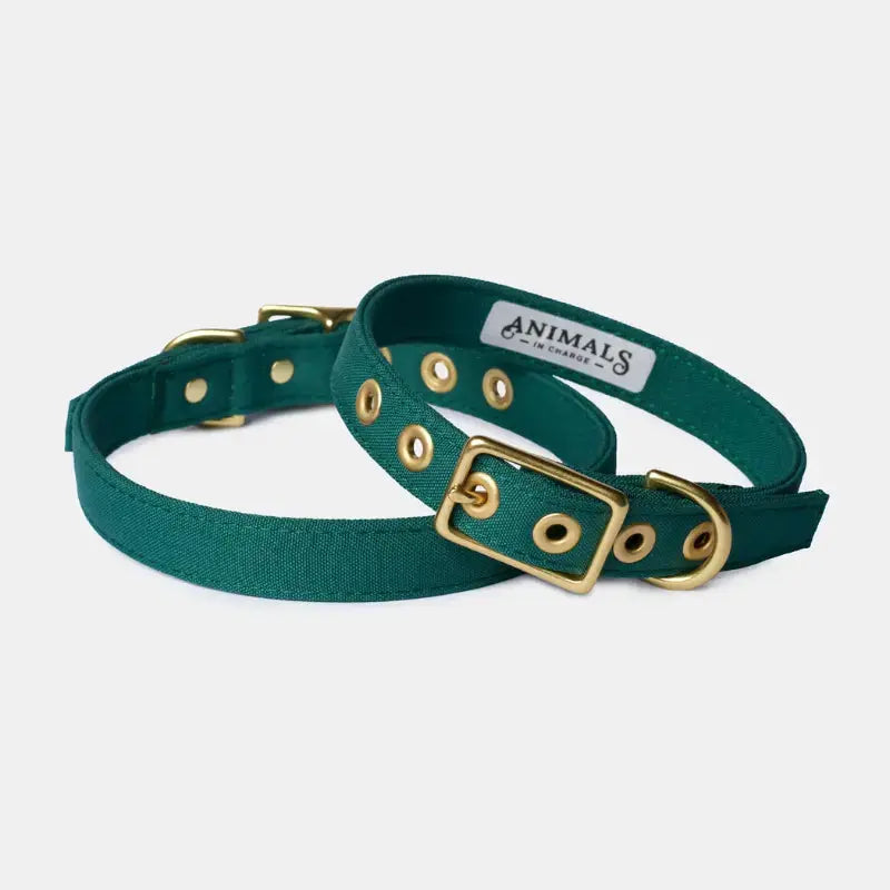 Animals in Charge All Weather Dog Collars | Buy Online at DOGUE Australia