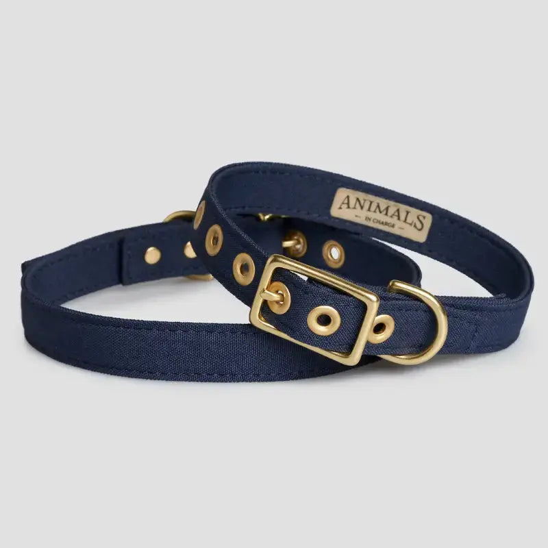 Animals in Charge All Weather Dog Collars | Buy Online at DOGUE Australia