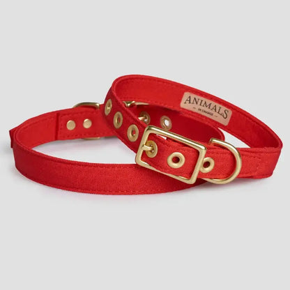 Animals in Charge All Weather Dog Collars | Buy Online at DOGUE Australia