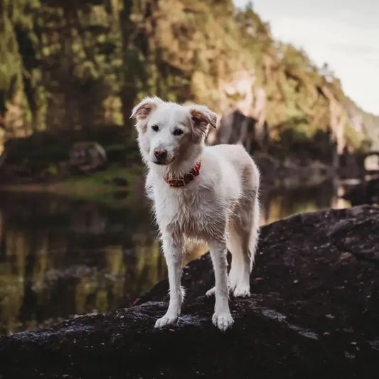 Animals in Charge All Weather Recycled Cotton Dog Collar | Buy Online at DOGUE Australia
