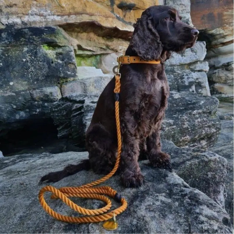 Animals in Charge Rope Dog Leash | Buy Online at DOGUE Australia