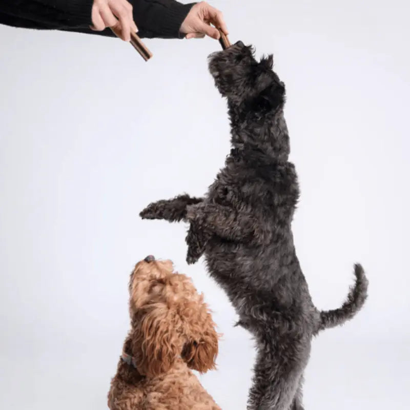 Bell & Bone Dog Dental Sticks Lamb, Mint & Manuka Honey | Buy Online at DOGUE Australia