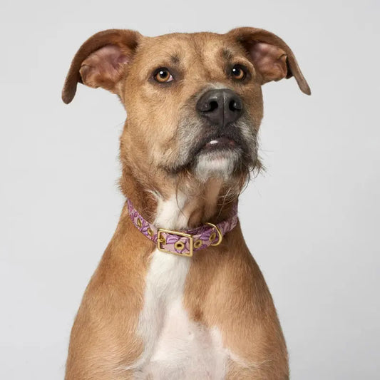 Animals in Charge Café Dog Collars | Buy Online at DOGUE Australia
