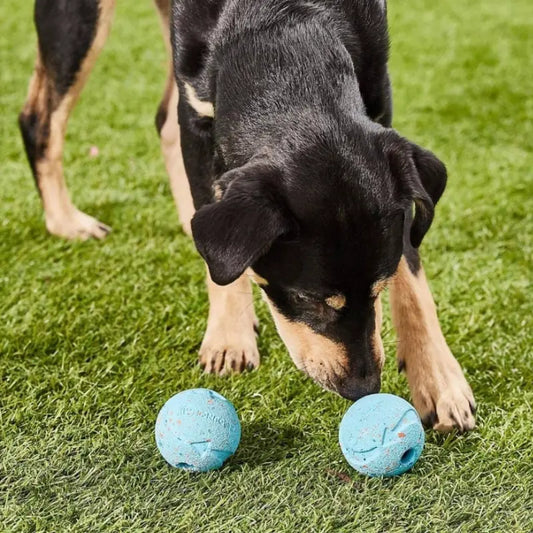 Chuckit! Fetch Medley Balls Dog Toy Gen1 3-pack - DOGUE